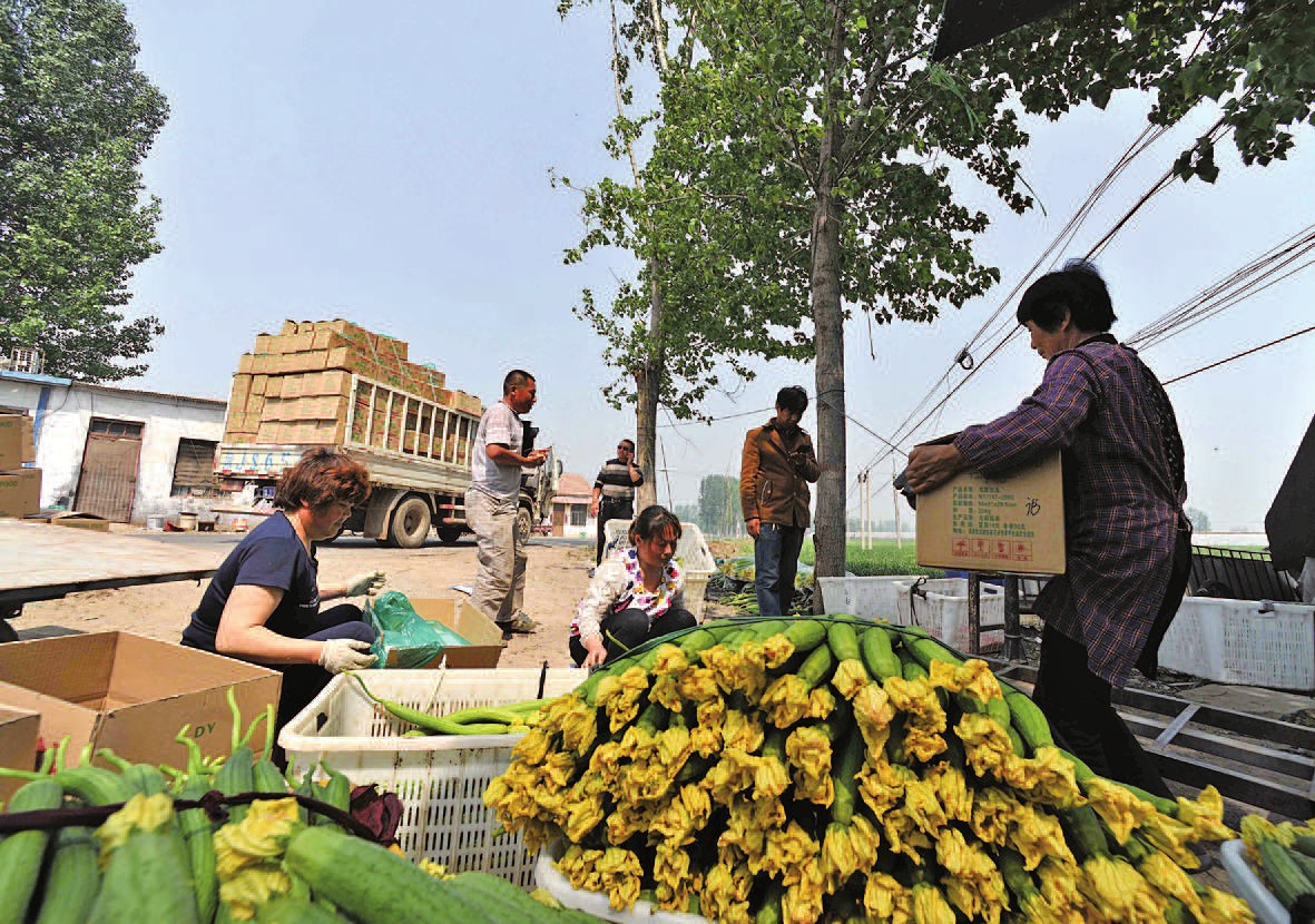 新習(xí)鎮(zhèn)菜農(nóng)將絲瓜裝箱外銷(xiāo)通訊員 - 濮陽(yáng)網(wǎng)-濮陽(yáng)市委門(mén)戶(hù)網(wǎng)站,濮陽(yáng)市唯一重點(diǎn)新聞網(wǎng)站